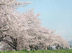 いわい川桜