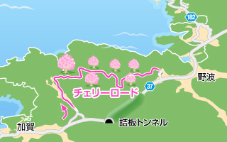 松江のチェリーロード